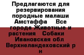 Предлагаются для резервирования породные малаши Амстаффа  - Все города Животные и растения » Собаки   . Ивановская обл.,Верхнеландеховский р-н
